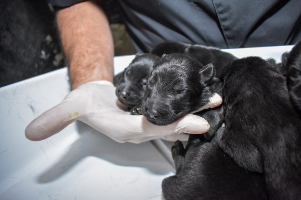 Nacieron 6 cachorros en la FPA Perra Atenea dio a luz
