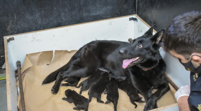 NACIERON 6 CACHORROS EN LA FPA