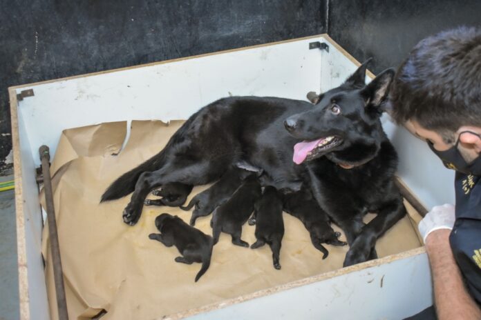 NACIERON 6 CACHORROS EN LA FPA