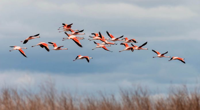 CREACIÓN DEL PARQUE NACIONAL ANSENUZA: LA LAGUNA SALADA MÁS GRANDE DE SUDAMÉRICA