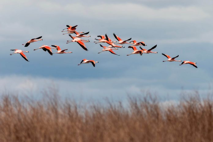 CREACIÓN DEL PARQUE NACIONAL ANSENUZA: LA LAGUNA SALADA MÁS GRANDE DE SUDAMÉRICA