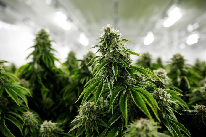FPA DESMANTELÓ UN INVERNADERO DE MARIHUANA EN LABOULAYE
