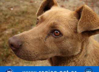 Día Mundial del perro sin raza