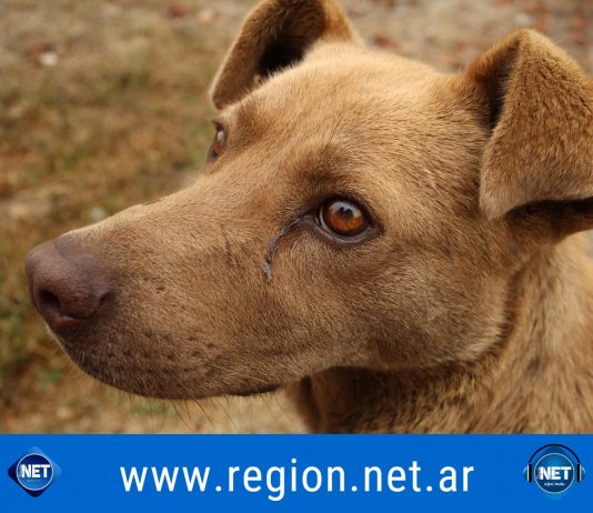 Día Mundial del perro sin raza