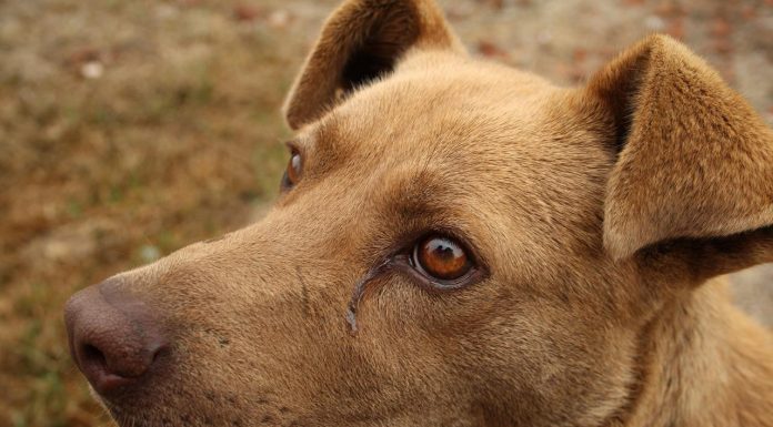 Día Mundial del perro sin raza