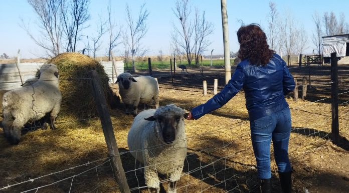 IMPORTANTE APORTE PARA LA PRESENTACIÓN DEL IPEA 291 EN LA RURAL DE PALERMO