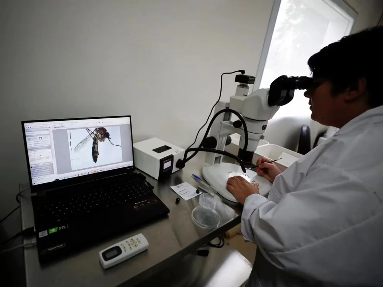 Detectan un nuevo tipo de dengue en Argentina que puede causar más casos graves laboratorio