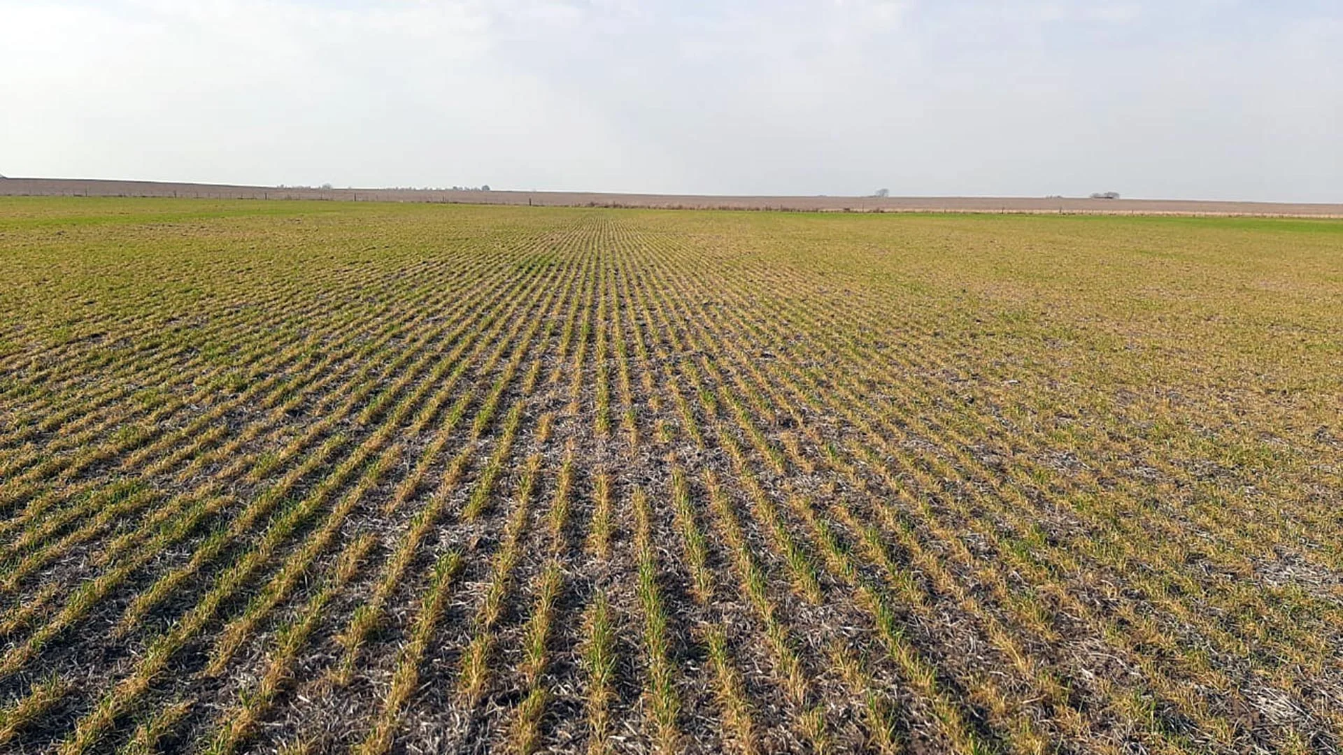  sequía  Córdoba campos cultivoa