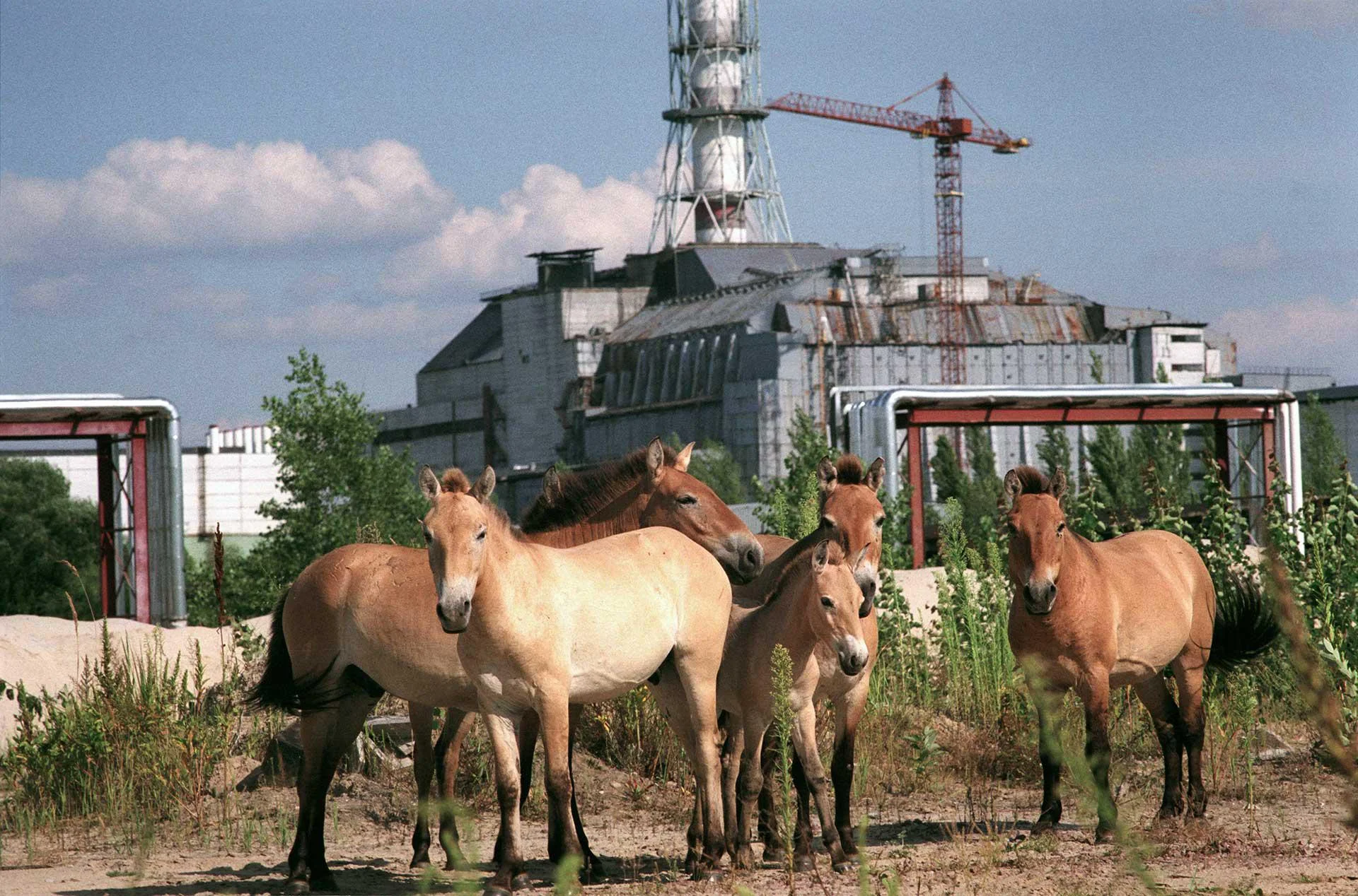 caballos de Przewalski en Chernóbil