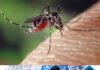 Detectan un nuevo tipo de dengue en Argentina que puede causar más casos graves