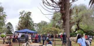 Del campo a la ciudad: la muestra anual del IPEA 291 en General Cabera