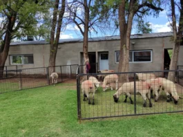 El IPEA 291 de General Cabrera enseña a sus alumnos a inseminar ovejas inseminación