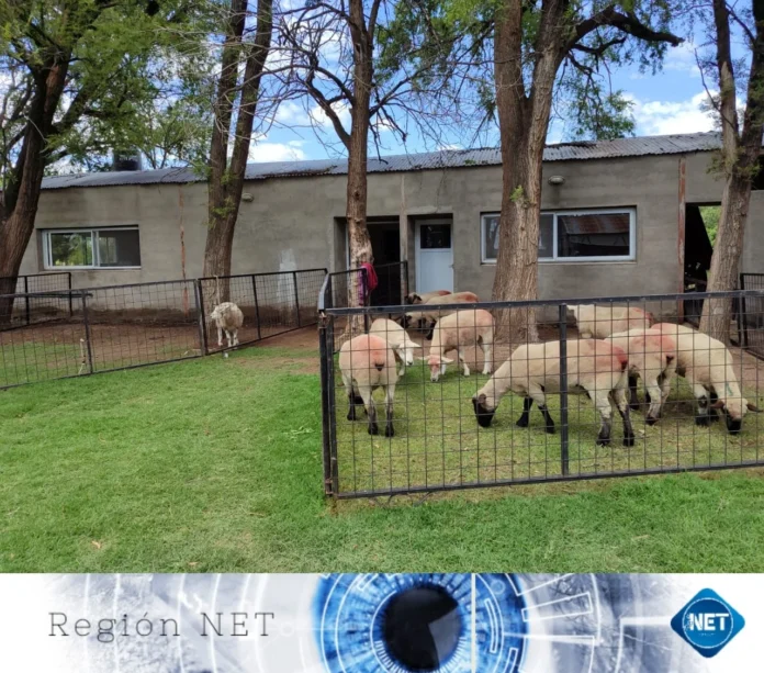 El IPEA 291 de General Cabrera enseña a sus alumnos a inseminar ovejas inseminación