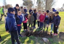 EcoHuellas: Plantación de árboles en General Cabrera para un Futuro Sostenible