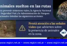 Animales sueltos en las rutas: Recomendaciones para prevenir siniestros viales