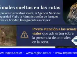 Animales sueltos en las rutas: Recomendaciones para prevenir siniestros viales