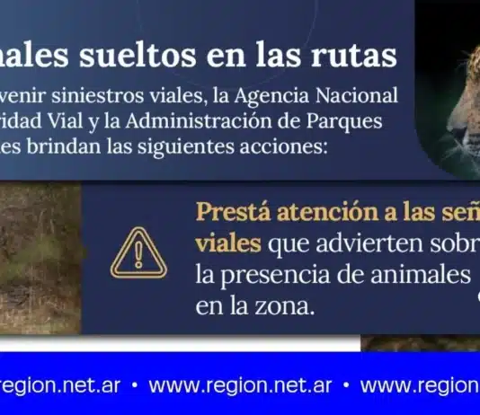 Animales sueltos en las rutas: Recomendaciones para prevenir siniestros viales