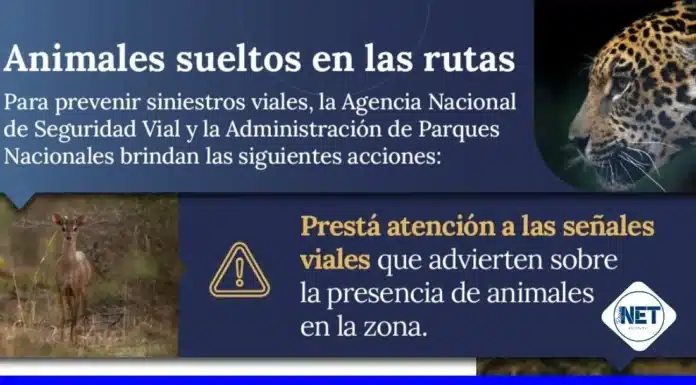 Animales sueltos en las rutas: Recomendaciones para prevenir siniestros viales