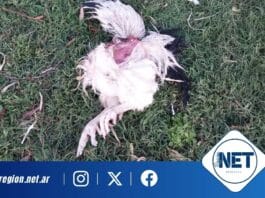 Incidente en el IPEA 291: Perros atacaron las gallinas de línea pura Sussex