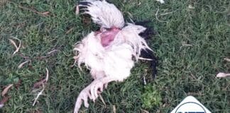 Incidente en el IPEA 291: Perros atacaron las gallinas de línea pura Sussex