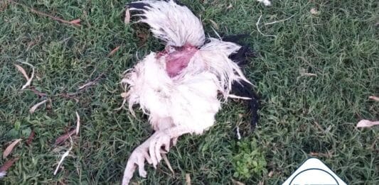 Incidente en el IPEA 291: Perros atacaron las gallinas de línea pura Sussex