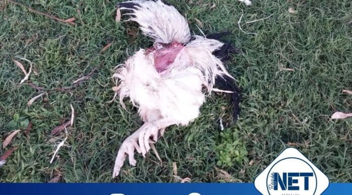 Incidente en el IPEA 291: Perros atacaron las gallinas de línea pura Sussex