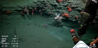Un viaje al fondo del océano: científicos argentinos exploran el Cañón Mar del Plata