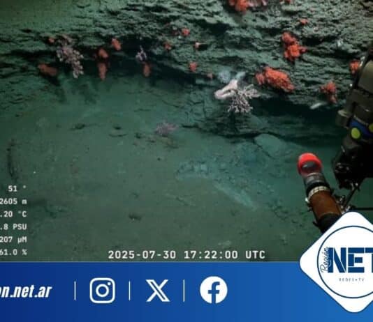 Un viaje al fondo del océano: científicos argentinos exploran el Cañón Mar del Plata