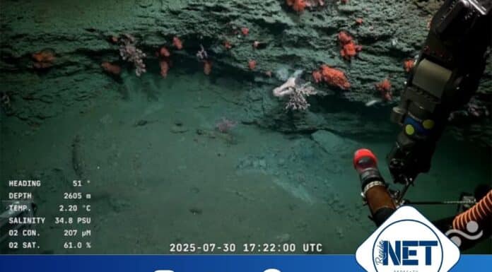 Un viaje al fondo del océano: científicos argentinos exploran el Cañón Mar del Plata