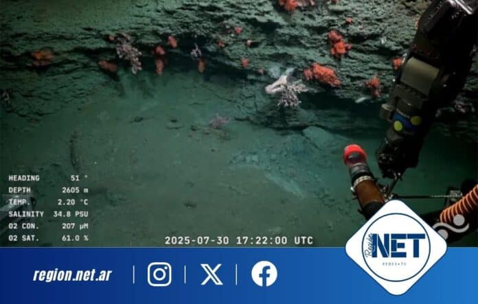 Un viaje al fondo del océano: científicos argentinos exploran el Cañón Mar del Plata