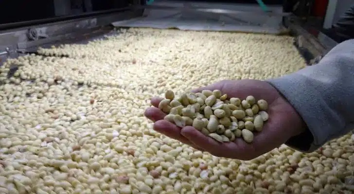 Argentina récord en exportación de maní: Córdoba lidera la producción, aportando casi el 70% Argentina récord en exportación de maní: Córdoba lidera la producción, aportando casi el 70%