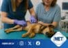 Castraciones gratuitas en Dalmacio Vélez: ya son 35 las mascotas atendidas