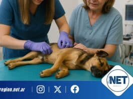 Castraciones gratuitas en Dalmacio Vélez: ya son 35 las mascotas atendidas