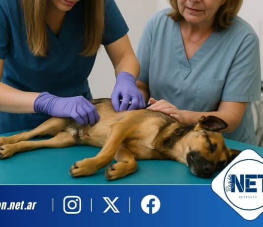 Castraciones gratuitas en Dalmacio Vélez: ya son 35 las mascotas atendidas