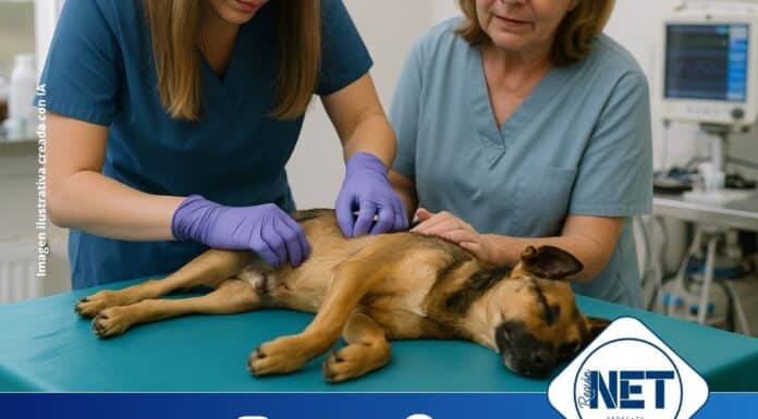 Castraciones gratuitas en Dalmacio Vélez: ya son 35 las mascotas atendidas