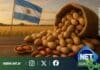 Argentina récord en exportación de maní: Córdoba lidera la producción, aportando casi el 70%