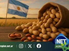 Argentina récord en exportación de maní: Córdoba lidera la producción, aportando casi el 70%