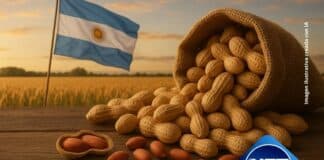 Argentina récord en exportación de maní: Córdoba lidera la producción, aportando casi el 70%