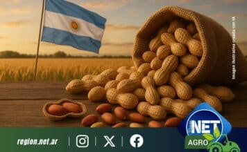 Argentina récord en exportación de maní: Córdoba lidera la producción, aportando casi el 70%