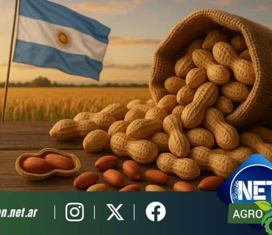 Argentina récord en exportación de maní: Córdoba lidera la producción, aportando casi el 70%