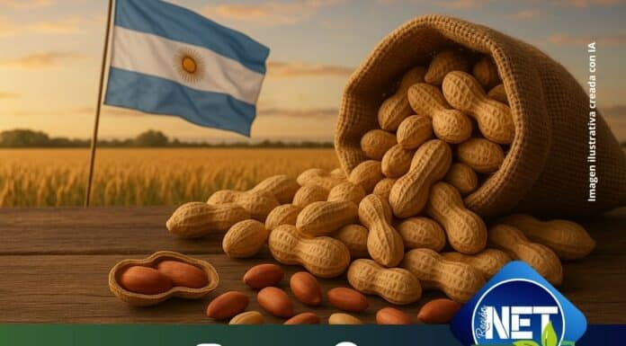 Argentina récord en exportación de maní: Córdoba lidera la producción, aportando casi el 70%