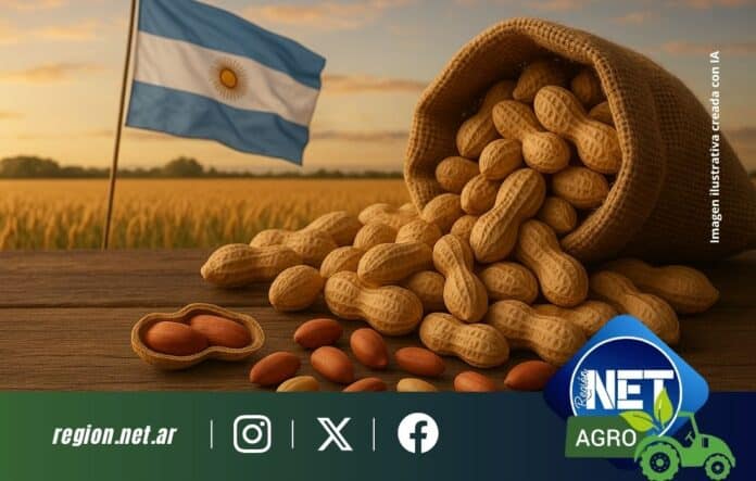Argentina récord en exportación de maní: Córdoba lidera la producción, aportando casi el 70%