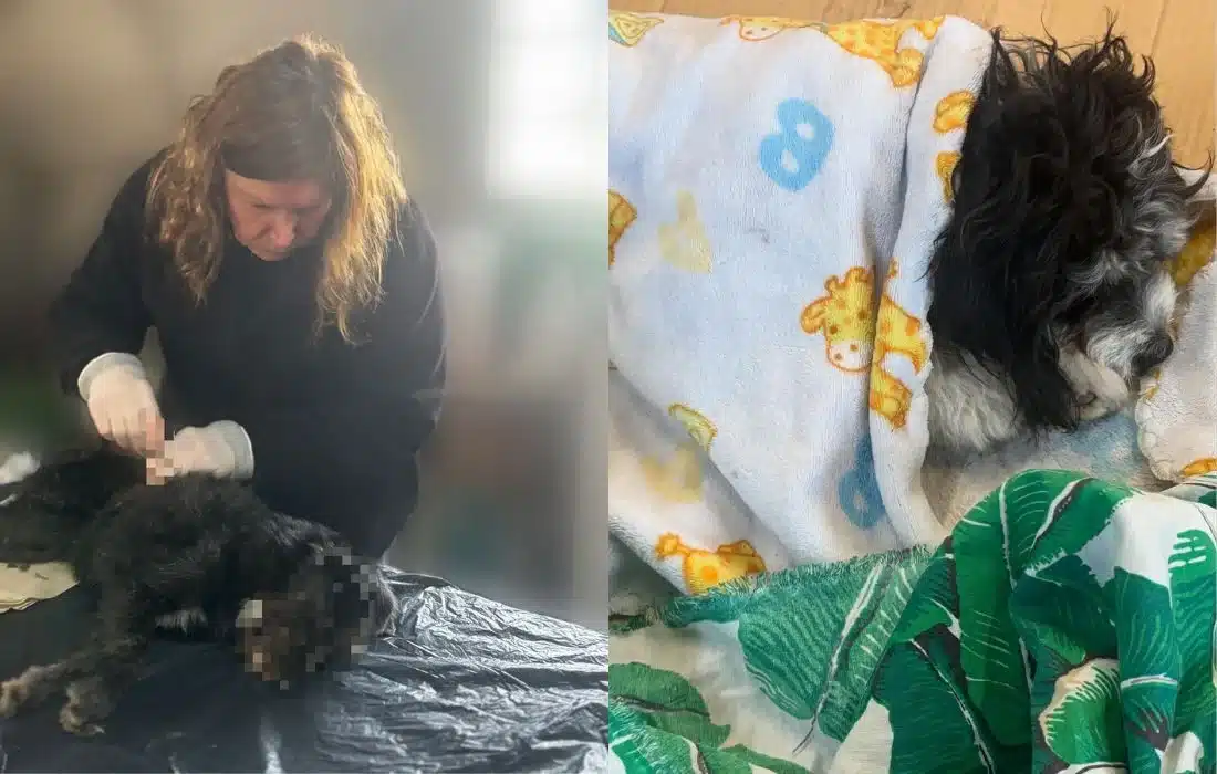 Castraciones gratuitas en Dalmacio Vélez: ya son 35 las mascotas atendidas en 2025