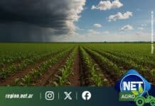 SMN: contrastes de lluvias y temperaturas desafían la planificación agrícola del próximo trimestre