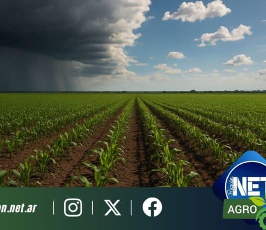 SMN: contrastes de lluvias y temperaturas desafían la planificación agrícola del próximo trimestre