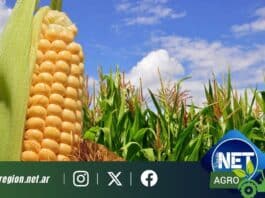 El Maíz en Córdoba recupera terreno: siembra nacional repunta casi un 10% y muestra señales prometedoras