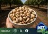 Prodeman apuesta al pistacho y se transforma en una de las mayores productoras de este fruto seco en Argentina