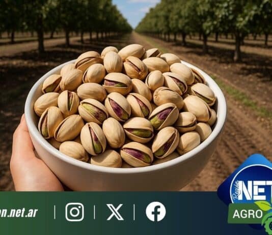Prodeman apuesta al pistacho y se transforma en una de las mayores productoras de este fruto seco en Argentina