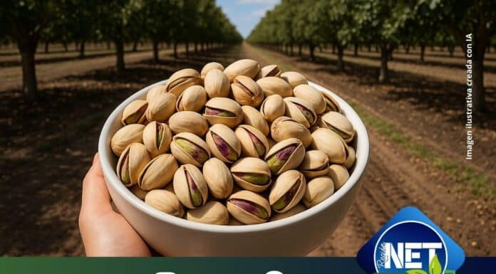 Prodeman apuesta al pistacho y se transforma en una de las mayores productoras de este fruto seco en Argentina