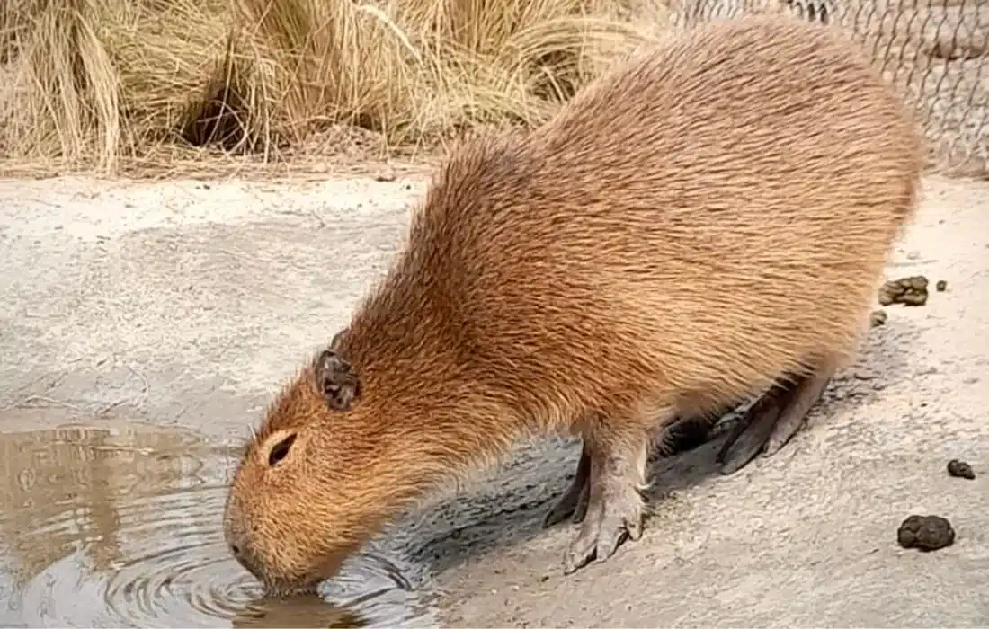 Allanan una granja en Villa María y rescatan 19 animales silvestres